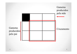 Gametas
produzidos
pelo pai
Gametas
produzidos
pela mãe
Cruzamento
 