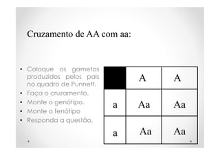 Cruzamento de AA com aa:
• Coloque os gametas
produzidos pelos pais
no quadro de Punnett.
• Faça o cruzamento.
• Monte o genótipo.
• Monte o fenótipo
• Responda a questão.
A A
a
a
Aa Aa
Aa Aa
 