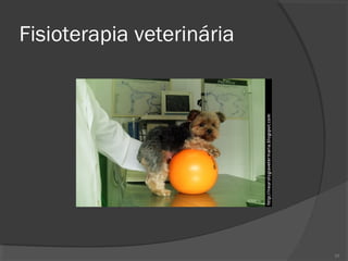Fisioterapia veterinária
20
 