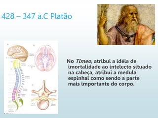 428 – 347 a.C Platão
No Timeo, atribui a idéia de
imortalidade ao intelecto situado
na cabeça, atribui a medula
espinhal como sendo a parte
mais importante do corpo.
 