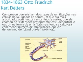 1834-1863 Otto Friedrich
Karl Deiters
Comprovou que existiam dois tipos de ramificações nas
células do SC ligados ao soma: um que era mais
arborizado, com muitos ramos finos e curtos, que ele
chamou de "extensões protoplasmáticas“ (dendritos), e
outros, na forma de uma fibra mais longa e calibrosa,
com menor número de ramificações, que ele
denominou de "cilindro axial“ (axônios).
 