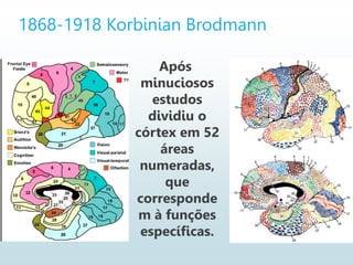 1868-1918 Korbinian Brodmann
Após
minuciosos
estudos
dividiu o
córtex em 52
áreas
numeradas,
que
corresponde
m à funções
específicas.
 