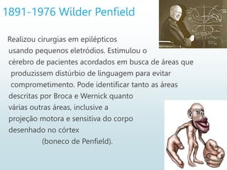 1891-1976 Wilder Penfield
Realizou cirurgias em epilépticos
usando pequenos eletródios. Estimulou o
cérebro de pacientes acordados em busca de áreas que
produzissem distúrbio de linguagem para evitar
comprometimento. Pode identificar tanto as áreas
descritas por Broca e Wernick quanto
várias outras áreas, inclusive a
projeção motora e sensitiva do corpo
desenhado no córtex
(boneco de Penfield).
 