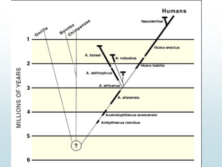 aula 1 (histórico  de neuropsicologia).ppt