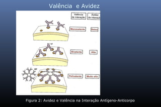 Valência e Avidez
Figura 2: Avidez e Valência na Interação Antígeno-Anticorpo
 