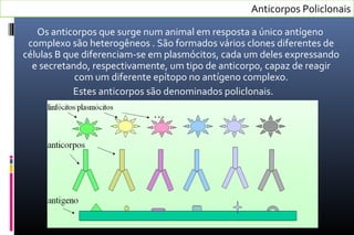 Anticorpos Policlonais
Os anticorpos que surge num animal em resposta a único antígeno
complexo são heterogêneos . São formados vários clones diferentes de
células B que diferenciam-se em plasmócitos, cada um deles expressando
e secretando, respectivamente, um tipo de anticorpo, capaz de reagir
com um diferente epítopo no antígeno complexo.
Estes anticorpos são denominados policlonais.
 
