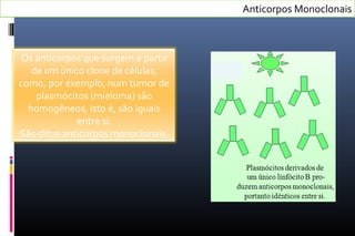 Anticorpos Monoclonais
Os anticorpos que surgem a partir
de um único clone de células,
como, por exemplo, num tumor de
plasmócitos (mieloma) são
homogêneos, isto é, são iguais
entre si.
São ditos anticorpos monoclonais.
 