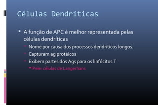 Células Dendríticas
 A função de APC é melhor representada pelas
células dendríticas
 Nome por causa dos processos dendríticos longos.
 Capturam ag protéicos
 Exibem partes dos Ags para os linfócitos T
 Pele: células de Langerhans
 