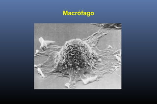 Macrófago
 