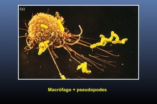 Macrófago + pseudopodes
 