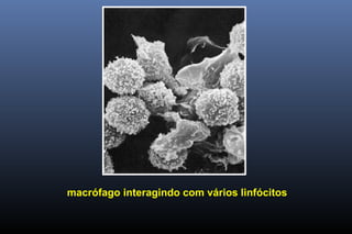 macrófago interagindo com vários linfócitos
 