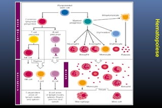 Hematopoiese
 