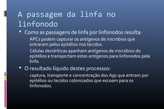 A passagem da linfa no
linfonodo
 Como as passagens de linfa por linfonodos resulta:
 APCs podem capturar os antígenos de micróbios que
entraram pelos epitélios nos tecidos.
 Células dendríticas apanham antígenos de micróbios do
epitélios e transportam estes antígenos para linfonodos pela
linfa.
 O resultado líquido destes processos:
 captura, transporte e concentração dos Ags que entram por
epitélios ou tecidos colonizados que escoam para os
linfonodos.
 