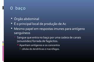 O baço
 Órgão abdominal
 É o principal local de produção de Ac
 Mesmo papel em respostas imunes para antígeno
sanguíneos
 Sangue que entra no baço por uma cadeia de canais
(sinusóides) forrada de fagócitos.
 Apanham antígenos e os concentra
 células de dendríticas e macrófagos.
 