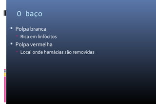 O baço
 Polpa branca
 Rica em linfócitos
 Polpa vermelha
 Local onde hemácias são removidas
 