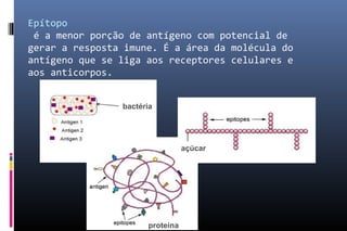 proteína
açúcar
bactéria
Epítopo
é a menor porção de antígeno com potencial de
gerar a resposta imune. É a área da molécula do
antígeno que se liga aos receptores celulares e
aos anticorpos.
 