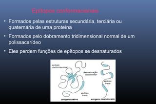 Epítopos conformacionais
• Formados pelas estruturas secundária, terciária ou
quaternária de uma proteína
• Formados pelo dobramento tridimensional normal de um
polissacarídeo
• Eles perdem funções de epítopos se desnaturados
 