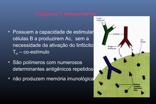 Antígenos T-independentes
• Possuem a capacidade de estimular
células B a produzirem Ac, sem a
necessidade da ativação do linfócito
TH – co-estímulo
• São polímeros com numerosos
determinantes antigênicos repetidos.
• não produzem memória imunológica
 