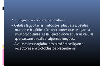  2. Ligação a vários tipos celulares
– Células fagocitárias, linfócitos, plaquetas, células
master, e basófilos têm receptores que se ligam a
imunoglobulinas. Essa ligação pode ativar as células
que passam a realizar algumas funções.
- Algumas imunoglobulinas também se ligam a
receptores em trofoblastos placentários
 
