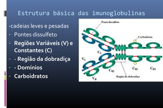 Estrutura básica das imunoglobulinas
-cadeias leves e pesadas
- Pontes dissulfeto
- Regiões Variáveis (V) e
Constantes (C)
- - Região da dobradiça
- - Domínios
- Carboidratos
 