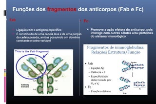  Fab
 Ligação com o antígeno específico
 É constituído de uma cadeia leve e de uma porção
da cadeia pesada, ambas possuindo um domínio
constante e outro variável
Funções dos fragmentos dos anticorpos (Fab e Fc)
• Fc
 Promove a ação efetora do anticorpo, pois
interage com outras células e/ou proteínas
do sistema imunológico
 