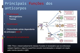  Neutralização
 Microrganismo
 Toxinas
 Opsonização
 Citotoxidade celular dependente
de anticorpo (ADCC)
 Ativação do complemento
Principais funções dos
anticorpos
OBS: Para o desencadeamento dessas funções é necessário que os anticorpos
estejam ligados a alguma superfície (exceto neutralização) e estejam em dupla
pelo menos (exceto a IgM).
 