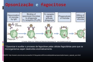 Opsonização e fagocitose
* Opsonizar é auxiliar o processo de fagocitose pelas células fagocitárias para que os
microrganismos sejam destruídos enzimaticamente.
ANIMAÇÃO: http://student.ccbcmd.edu/courses/bio141/lecguide/unit5/humoral/abydefense/opsonization/opson_capsule_sum.html
 