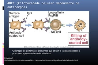 ADCC (Citotoxidade celular dependente de
anticorpos)
*Liberação de perforinas e granzimas que ativam a via das caspases e
promovem apoptose da célula infectada.
ANIMAÇÃO:
http://student.ccbcmd.edu/courses/bio141/lecguide/unit5/humoral/abydefense/adcc/adccanim.html
 