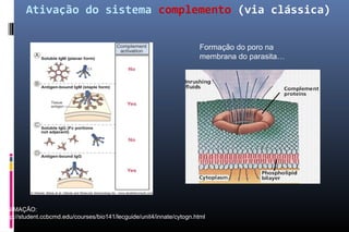 Ativação do sistema complemento (via clássica)
Formação do poro na
membrana do parasita…
ANIMAÇÃO:
http://student.ccbcmd.edu/courses/bio141/lecguide/unit4/innate/cytogn.html
 