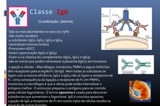 Classe IgG
- -São os mais abundantes no soro (70-75%)
- -São muito versáteis
- -4 subclasses: IgG1, IgG2, IgG3 e IgG4
- -neutralizam toxinas (todos)
- -Promovem ADCC
- -fazem opsonização (IgG1 e IgG3)
- -fixam a via clássica do complemento (IgG1, IgG2 e IgG3)
- -são os únicos que podem atravessar a placenta (IgG2) em humanos
 -Ligação a células – Macrófagos, monócitos, PMN's e alguns linfócitos
têm receptores para a região Fc da IgG. Nem todas as subclasses se
ligam com a mesma eficiência; IgG2 e IgG4 não se ligam a receptores de
Fc. Uma consequência da ligação a receptores de Fc em PMN's,
monócitos e macrófagos é que a célula pode então internalizar o
antígeno melhor. O anticorpo preparou o antígeno para ser comido
pelas células fagocitárias. O termo opsonina é usado para descrever
substâncias que aumentam a fagocitose. IgG é uma boa opsonina.
Ligação de IgG a receptores de Fc em outros tipos de células resulta na
(Localização: plasma)
 