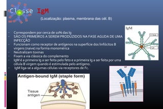Classe IgM
- Correspondem por cerca de 10% das Ig
- SÃO OS PRIMEIROS A SEREM PRODUZIDOS NA FASE AGUDA DE UMA
INFECÇÃO
- Funcionam como receptor de antígenos na superfície dos linfócitos B
virgens (naive) na forma monomérica
- Neutralizam toxinas
- Fixam a via clássica do complemento
- IgM é a primeira Ig a ser feita pelo feto e a primeira Ig a ser feita por uma
célula B virgem quando é estimulada pelo antígeno.
- IgM liga-se a algumas células via receptores de Fc.
(Localização: plasma, membrana das cél. B)
 