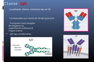Classe IgD
- Correspondem por menos de 1% das Ig do soro
- Funcionam como receptor
de antígenos na
superfície dos linfócitos B
virgens (naive)
 IgD liga complemento.
(Localização: plasma, membrana das cél. B)
 