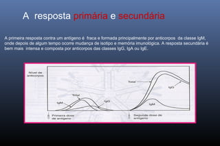 A primeira resposta contra um antígeno é fraca e formada principalmente por anticorpos da classe IgM,
onde depois de algum tempo ocorre mudança de isotipo e memória imunológica. A resposta secundária é
bem mais intensa e composta por anticorpos das classes IgG, IgA ou IgE.
A resposta primária e secundária
 