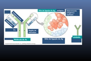 Molécula de Ac Sítio de ligação do Ag
símbolo
Sítio de ligação do Ag antígeno Determinante
antigênico
(epítopo)
Cadeia
leve
Cadeia
pesada
Fab
Fc Região de
dobradiça
 