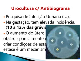 Urocultura c/ Antibiograma
 Pesquisa de Infecção Urinária (IU);
 Na gestação, tem elevada incidência.
(10 a 12% das grávidas;)
 O aumento do útero pode
obstruir parcialmente o ureter e
criar condições de estase urinária, A
estase é um mecanismo complicador.
 