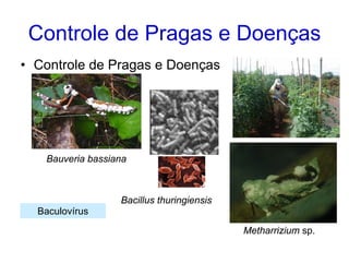 Controle de Pragas e Doenças
• Controle de Pragas e Doenças




   Bauveria bassiana



                  Bacillus thuringiensis
  Baculovírus
                                           Metharrizium sp.
 