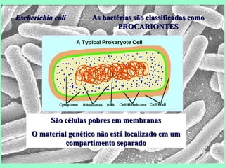 Escherichia coli As bactérias são classificadas como PROCARIONTES São células pobres em membranas O material genético não está localizado em um compartimento separado 