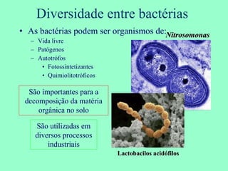 Diversidade entre bactérias  As bactérias podem ser organismos de: Vida livre Patógenos Autotrófos Fotossintetizantes Quimiolitotróficos Nitrosomonas São importantes para a decomposição da matéria orgânica no solo São utilizadas em diversos processos industriais Lactobacilos acidófilos 