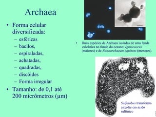 Archaea Duas espécies de Archaea isoladas de uma fenda vulcânica no fundo do oceano:  Igniococcus  (maiores) e de  Nanoarchaeum   equitans  (menores). Forma celular diversificada:  esféricas bacilos,  espiraladas,  achatadas,  quadradas,  discóides  Forma irregular Tamanho: de 0,1 até 200 micrômetros (µm) Sulfolobus  transforma enxofre em ácido sulfúrico 