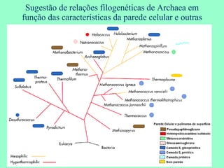 Sugestão de relações filogenéticas de Archaea em função das características da parede celular e outras 