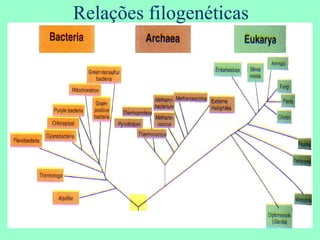 Relações filogenéticas 