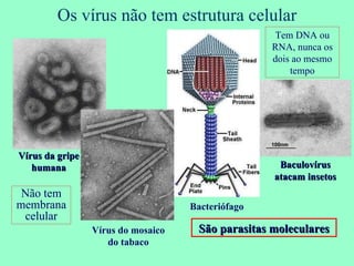 Os vírus não tem estrutura celular Vírus da gripe humana Vírus do mosaico do tabaco Bacteriófago Baculovírus atacam insetos São parasitas moleculares Não tem membrana celular Tem DNA ou RNA, nunca os dois ao mesmo tempo 