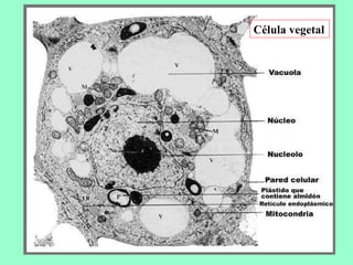 Célula vegetal 