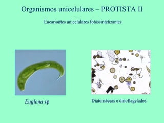 Organismos unicelulares – PROTISTA II Diatomáceas e dinoflagelados Euglena  sp Eucariontes unicelulares fotossintetizantes 