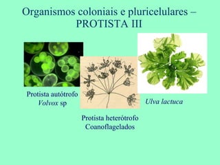 Organismos coloniais e pluricelulares – PROTISTA III Protista autótrofo  Volvox  sp Protista heterótrofo Coanoflagelados Ulva lactuca 