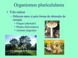 Organismos pluricelulares Três reinos Diferem entre si pela forma de obtenção de energia Fungos (adsorção) Plantas (fotossíntese) Animais (ingestão) 