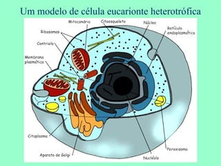 Um modelo de célula eucarionte heterotrófica 