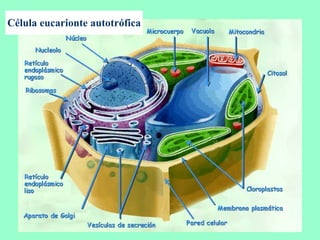 Célula eucarionte autotrófica 