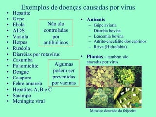 Exemplos de doenças causadas por vírus Hepatite Gripe Ebola AIDS Varíola Herpes Rubéola Diarréias por rotavírus Caxumba Poliomielite Dengue Catapora Febre amarela Hepatites A, B e C Sarampo Meningite viral Animais Gripe aviária Diarréia bovina Leucemia bovina Artrite-encefalite dos caprinos Raiva (Hidrofobia) Plantas -  também são atacadas por vírus Mosaico dourado do feijoeiro Não são controladas por antibióticos Algumas podem ser prevenidas por vacinas 