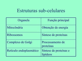 Estruturas sub-celulares Organela Função principal Mitocôndria Obtenção de energia Ribossomos Síntese de proteínas Complexo de Golgi Processamento de proteínas  Retículo endoplasmático Síntese de proteínas e lipídeos 